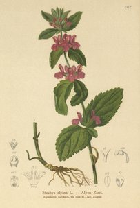 アルパインウンドワート（Stachys alpina）